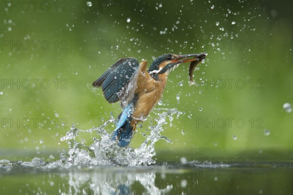 Common kingfisher (Alcedo atthis) adult female bird emerging from the water of a river with a
