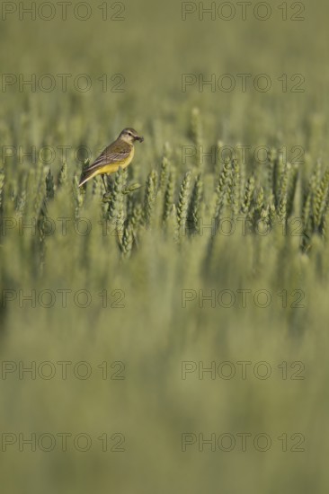 Yellow wagtail (Motacilla flava) adult bird in a farmland wheat crop with insects in its beak for