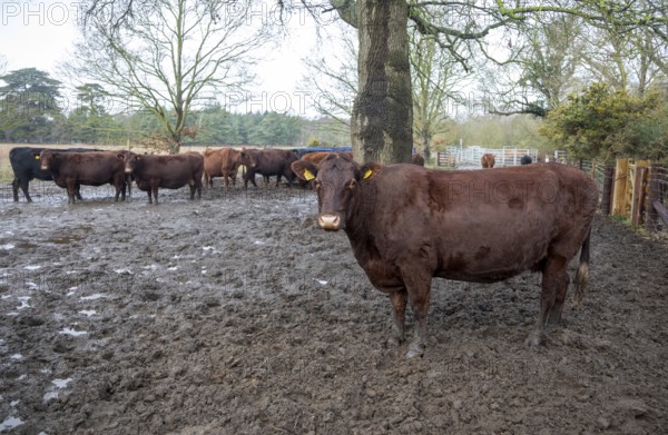 Mixed group hardy Red Poll weanlings calves overwintering outdoors in muddy area by silage feed,