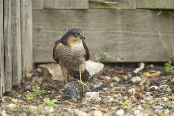 Eurasian sparrowhawk (Accipiter nisus) adult male bird of prey with a kill of a starling on a