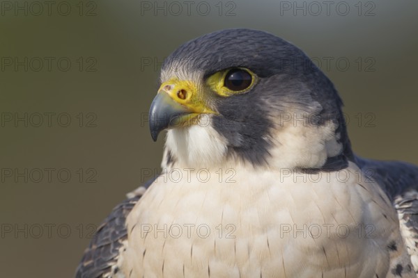 Peregrine falcon (Falco peregrinus) adult bird of prey head portrait, England, United Kingdom