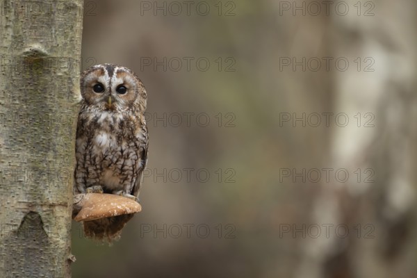 Tawny owl (Strix aluco) adult bird on a Bracket fungi on a Silver birch tree in a woodland in