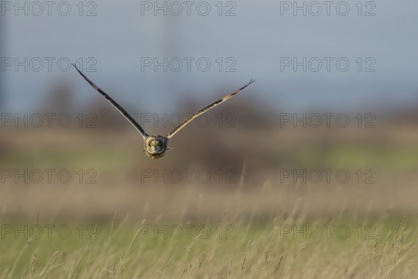 Short eared owl (Asio flammeus) adult bird hunting in flight over grassland, England, United
