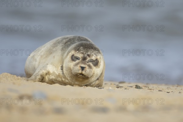 Common or Harbour or Harbor seal (Phoca vitulina) adult marine mammal sleeping on a beach, Norfolk,