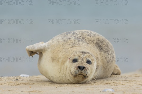 Common or Harbour or Harbor seal (Phoca vitulina) adult marine mammal relaxing on a beach, Norfolk,