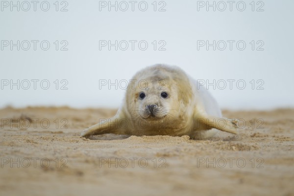 Grey seal (Halichoerus grypus) juvenile baby pup marine mammal on a beach, Norfolk, England, United