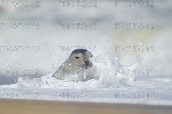 Common or Harbour or Harbor seal (Phoca vitulina) adult marine mammal in the surf of the sea on a