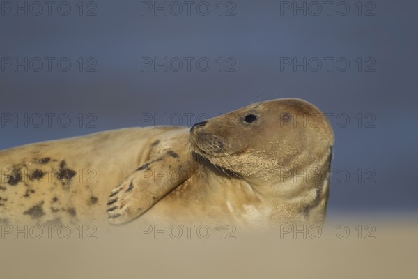 Grey seal (Halichoerus grypus) adult marine mammal resting on a beach, Norfolk, England, United