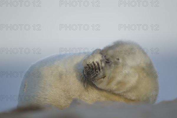 Grey seal (Halichoerus grypus) juvenile baby pup marine mammal relaxing on a beach, England, United