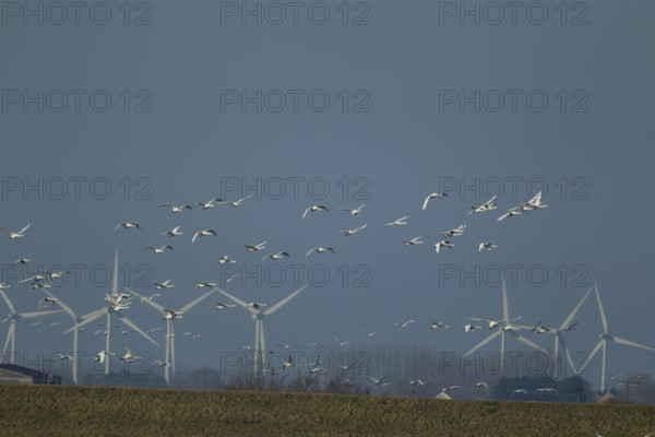 Whooper swan (Cygnus cygnus) adult swans birds in a flock in flight with windfarm turbines in the