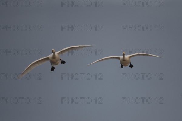 Bewick's swan (Cygnus columbarius) two adult swans birds in flight in winter, England, United
