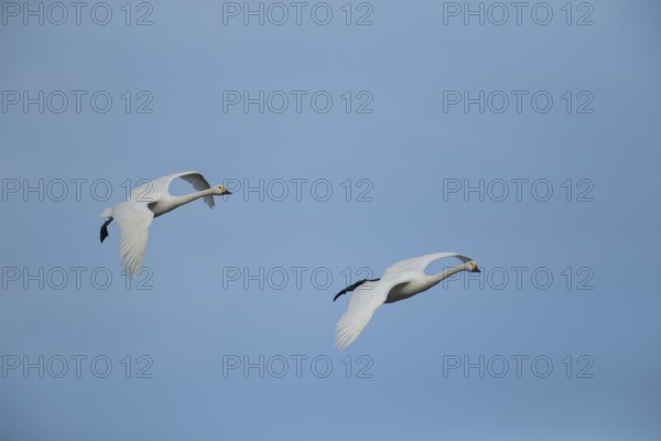 Bewick's swan (Cygnus columbarius) two adult swans birds in flight in winter, Cambridgeshire,
