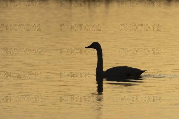 Bewick's Swan (Cygnus columbianus) adult bird on a lagoon silhouette at sunset in winter, RSPB