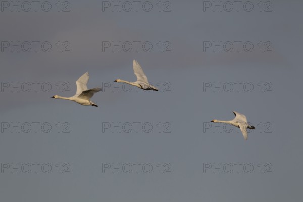 Bewick's swan (Cygnus columbarius) three adult swans birds in flight in winter, Cambridgeshire,