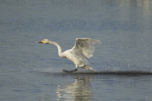 Whooper swan (Cygnus cygnus) adult bird in flight landing on water of a flooded meadow in winter,