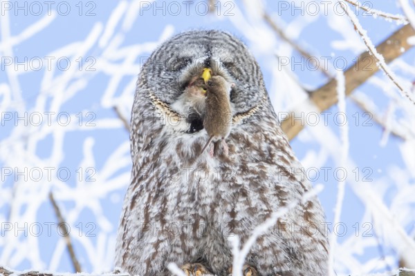 Great gray owl (strix nebulosa), Owl swallows a prey in a frost-covered forest, region of Center