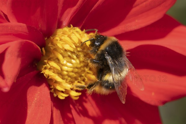 Buff tailed bumblebee (Bombus terrestris) adult bee insect feeding on a garden Dahlia flower in