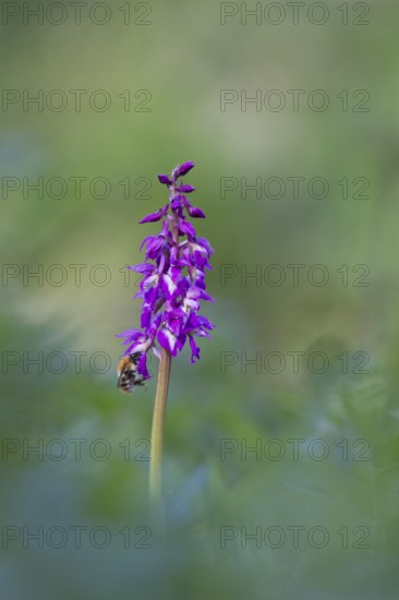 Common carder bumblebee (Bombus pascuorum) adult bee insect feeding on an Early purple orchid