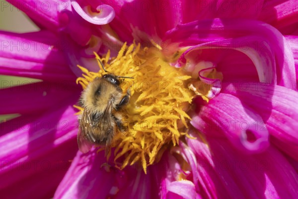 Common carder bumblebee (Bombus pascuorum) adult bee insect feeding on a garden Dahlia flower in