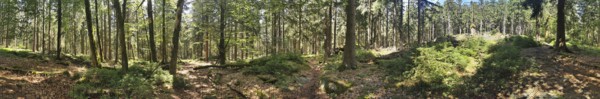 A sunlit forest with dense trees and green vegetation, Franconian mountain trail, hiking in the