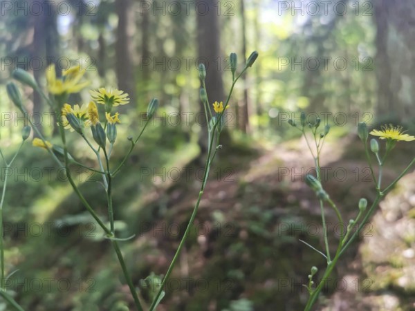 Close-up of Lapsana communis (lapsana communis) in the forest with sunlight and blurred background,