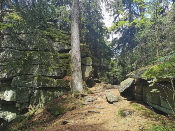Winding hiking trail through a forest with moss-covered rocks, Franconian mountain trail, hiking in