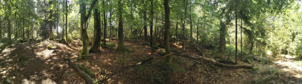 Panoramic view of a dense forest with leaves and fallen tree trunks, Franconian mountain trail,