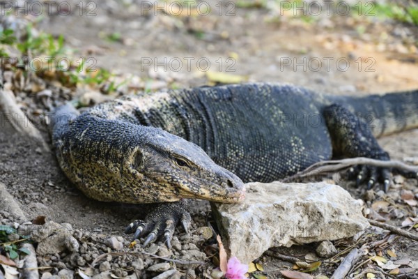 Large monitor lizards, the water monitor is a common sight beside or swimming in the lake at