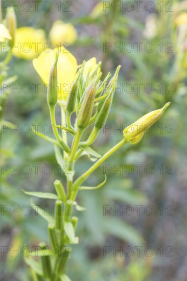 Common evening primrose (Oenothera biennis), inflorescence with buds