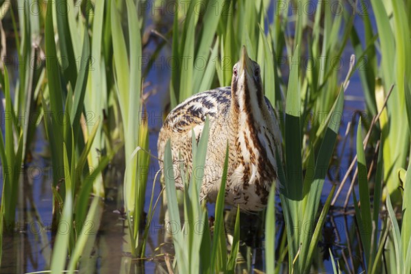 Great or Eurasian bittern (Botaurus stellaris) adult heron bird in a reedbed in spring, RSPB