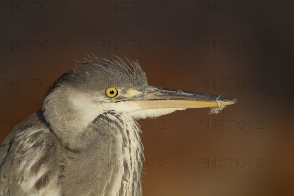 Grey heron (Ardea cinerea) juvenile young bird head portrait, England, United Kingdom