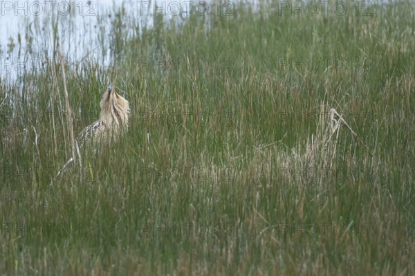 Great or Eurasian bittern (Botaurus stellaris) adult male heron bird booming during displaying in a