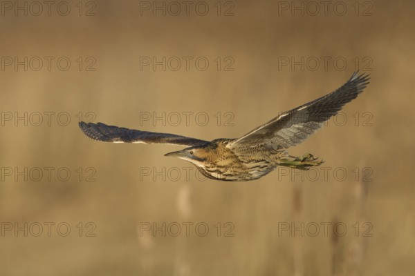 Great or Eurasian bittern (Botaurus stellaris) adult heron bird in flight over a reedbed in winter,