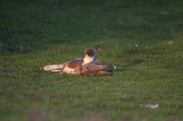 Stoat or Eurasian ermine (Mustela erminea) adult mustelid mammal with its prey for food of a rabbit
