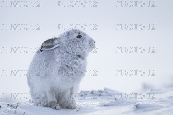 Mountain hare (Lepus timidus) adult mammal in winter coat on a snow covered mountain, Scotland,