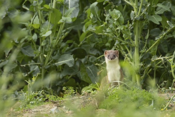 Stoat or Eurasian ermine (Mustela erminea) adult mustelid mammal in a farmland crop, England,