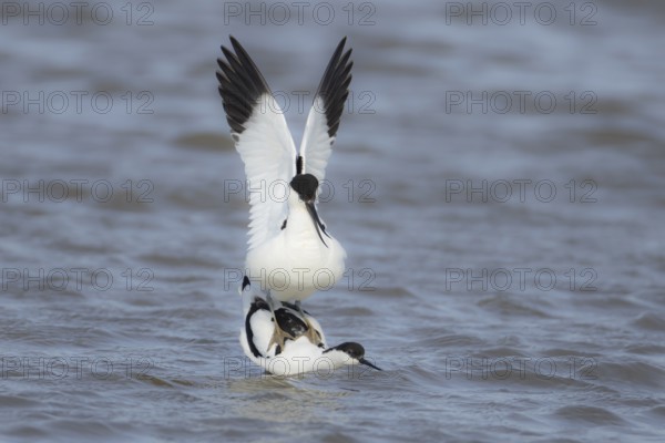 Pied avocet (Recurvirostra avosetta) two adult wading birds in love mating on a lagoon in spring,