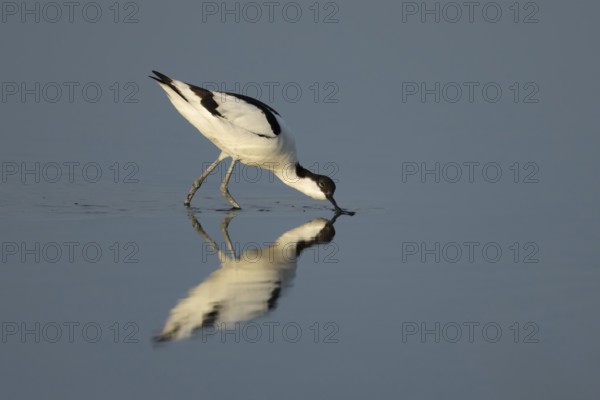 Pied avocet (Recurvirostra avosetta) adult wading bird feeding in a shallow lagoon in summer, RSPB