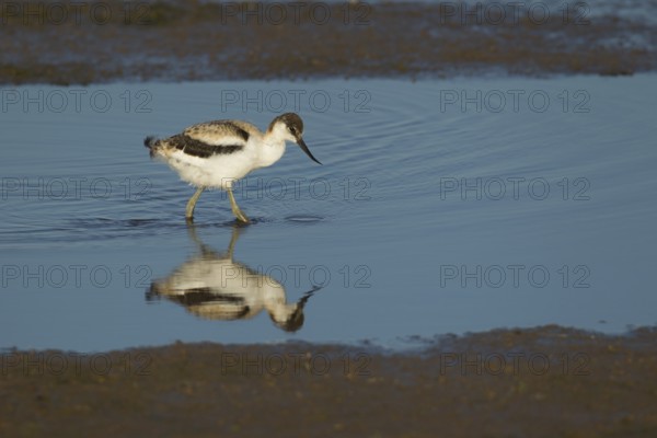 Pied avocet (Recurvirostra avosetta) juvenile baby wading bird in a shallow lagoon in summer, RSPB