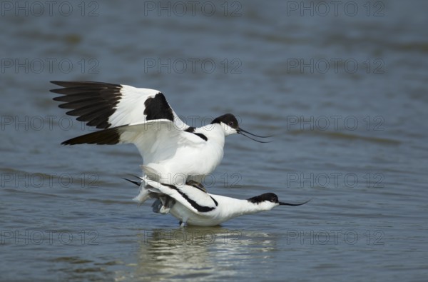Pied avocet (Recurvirostra avosetta) two adult wading birds in love mating on a lagoon in spring,