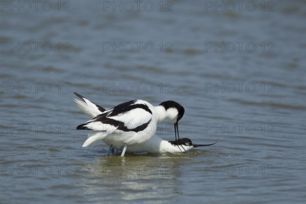 Pied avocet (Recurvirostra avosetta) two adult wading birds in a lagoon with the female bird in