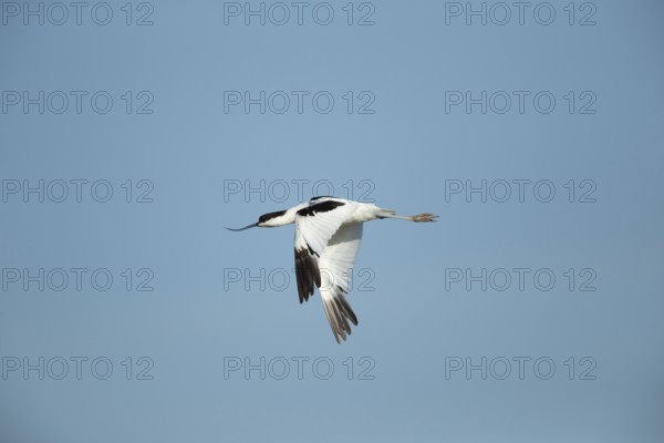 Pied avocet (Recurvirostra avosetta) adult wading bird in flight in summer, RSPB Titchwell nature