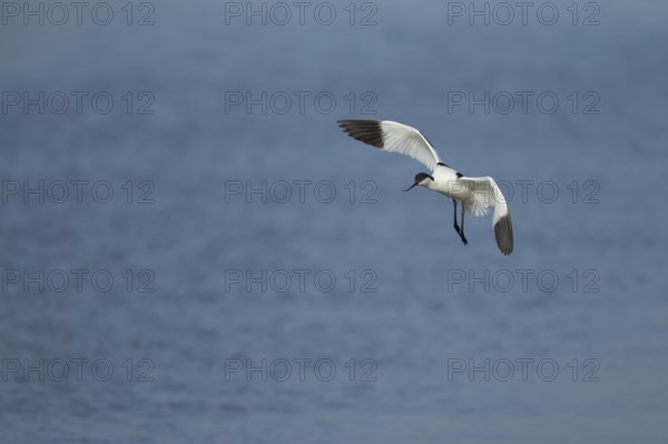 Pied avocet (Recurvirostra avosetta) adult wading bird in flight in spring, RSPB Minsmere nature