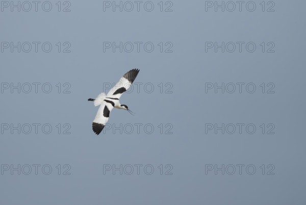 Pied avocet (Recurvirostra avosetta) adult wading bird calling in flight in summer, RSPB Minsmere