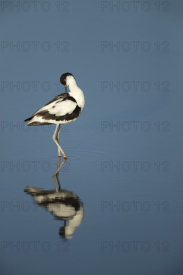 Pied avocet (Recurvirostra avosetta) adult wading bird preening in a shallow lagoon in summer, RSPB