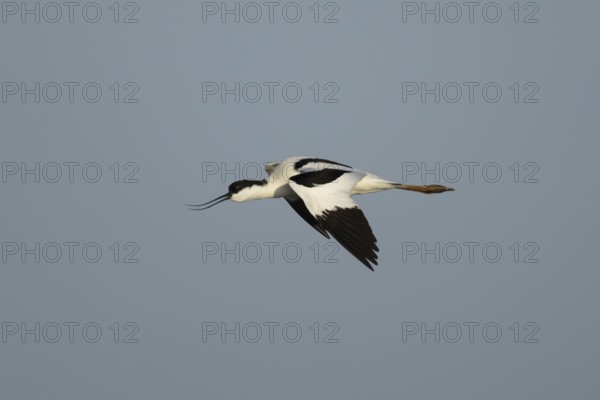 Pied avocet (Recurvirostra avosetta) adult wading bird calling in flight in spring, RSPB Minsmere