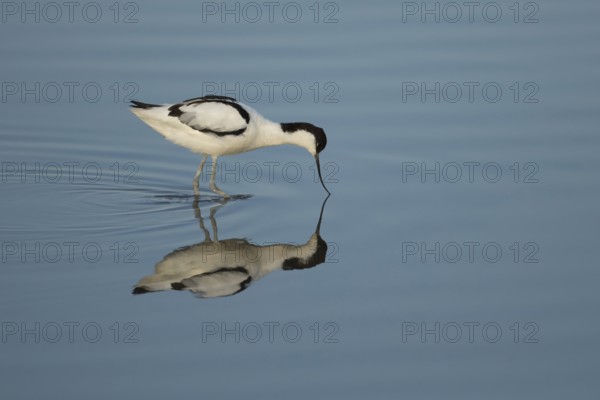 Pied avocet (Recurvirostra avosetta) adult wading bird feeding in a shallow lagoon in summer, RSPB