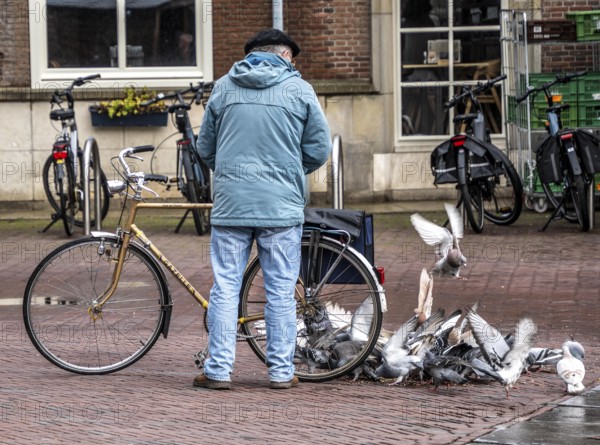 Man feeds pigeons, city pigeons, on the market square of Middelburg, Zeeland, the Netherlands,