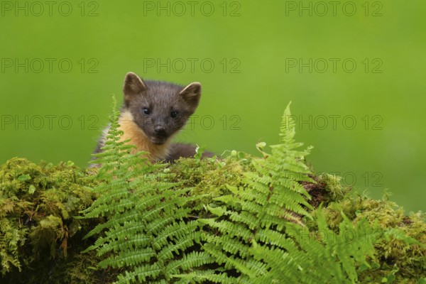 European pine marten (Martes martes) adult mustelid animal on a moss covered stone wall in summer,