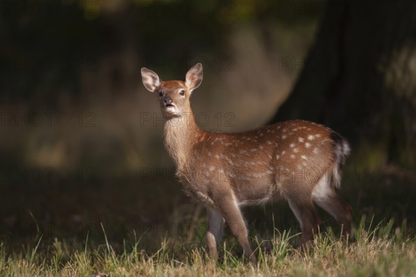 Sika deer (Cervus nippon) juvenile young female doe fawn standing in a woodland clearing in autumn,